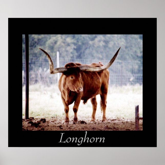 Póster Longhorn (Frente)