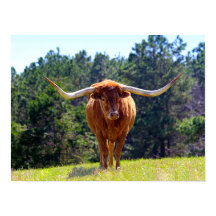 Longhorn de Texas-Red-Haired