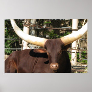 Póster Longhorn Steer