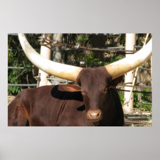 Póster Longhorn Steer