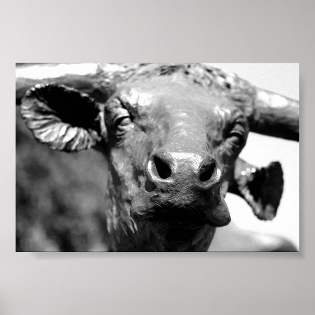 Póster Longhorn Up Close (Frente)