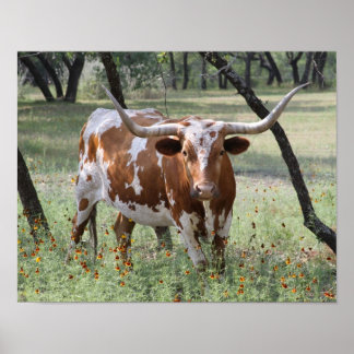 Póster Longhorns