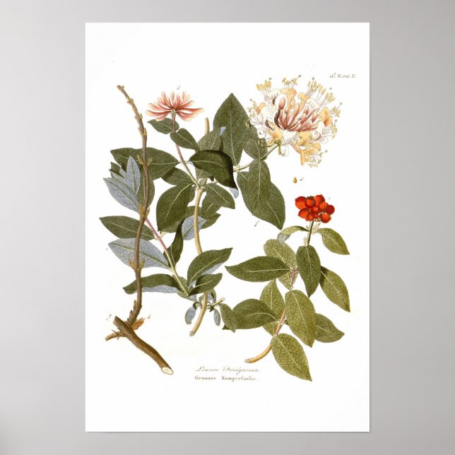Póster Lonicera periclymenum (Perejil) (Frente)