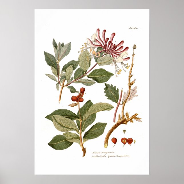 Póster Lonicera periclymenum (Perejil) (Frente)