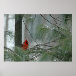 Póster Lonley Cardinal