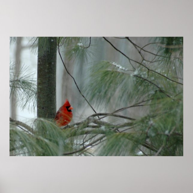 Póster Lonley Cardinal (Frente)