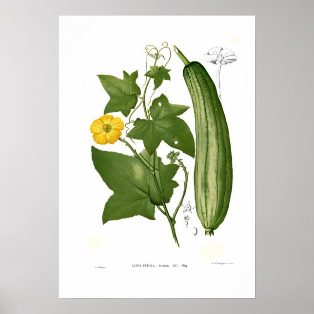 Póster Loofah (Frente)