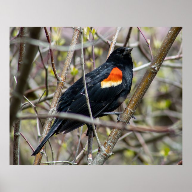 Póster Looking (Frente)