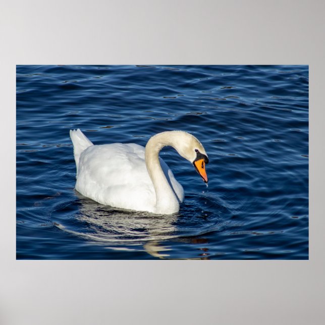 Póster Looking About (Frente)