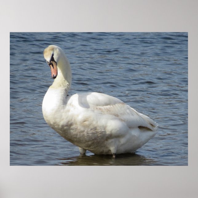 Póster Looking Around (Frente)