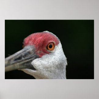 Póster Looking at you [Sandhill Crane]