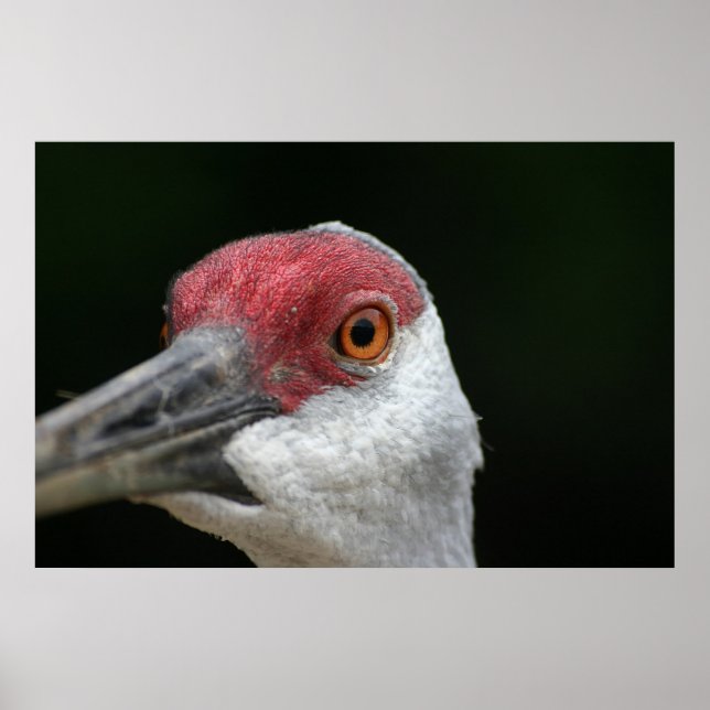 Póster Looking at you [Sandhill Crane] (Frente)