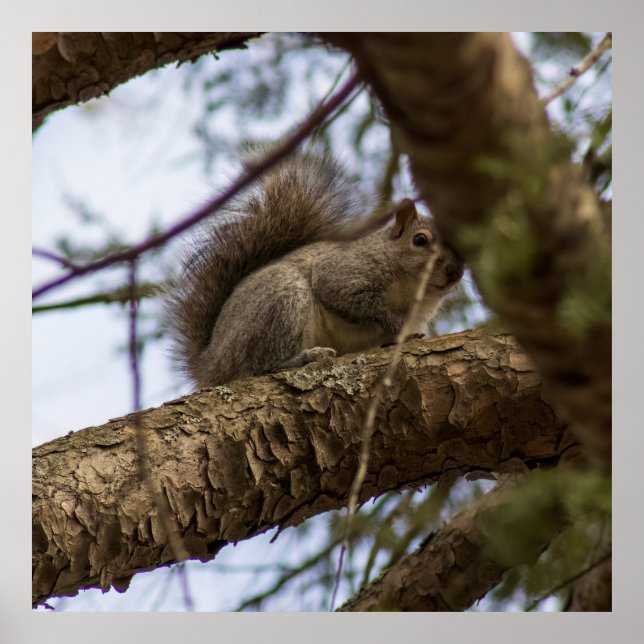 Póster Looking Down (Frente)