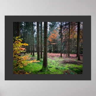 Póster "Looking through trees in the Belgian Ardennes"