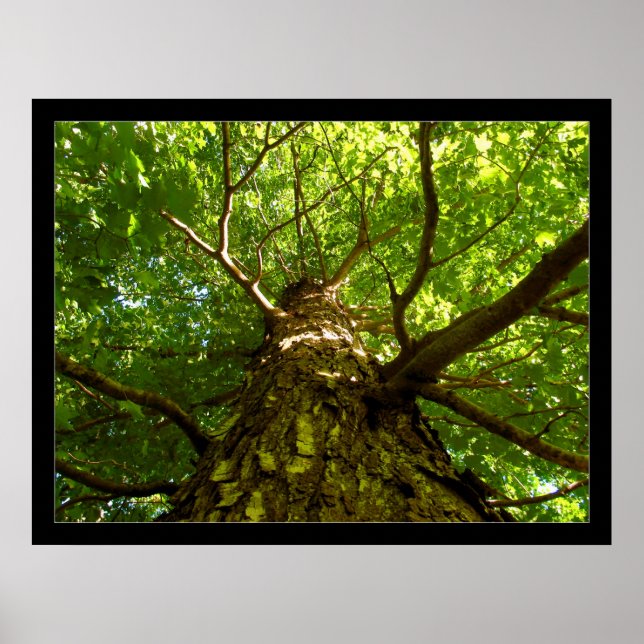 Póster Looking Up (Frente)