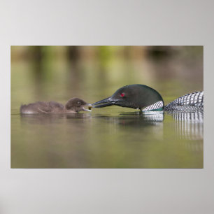 Póster Loon Adult Alimenta a Polluelo