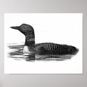 Póster Loon en el lago