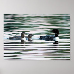Póster Loon Family Print