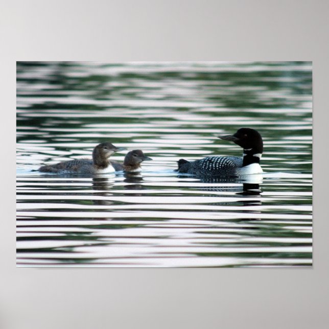 Póster Loon Family Print (Frente)
