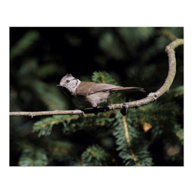 Póster Lophophanes cristatus (Anverso)