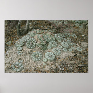 Póster Lophophora williamsii - Peyote
