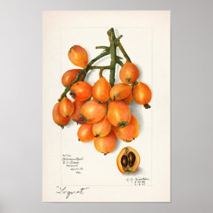 Póster Loquats (Eriobotrya Japon Fruit Painting)