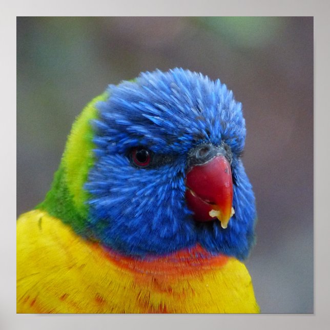 Póster Lori_2015_0203 (Frente)