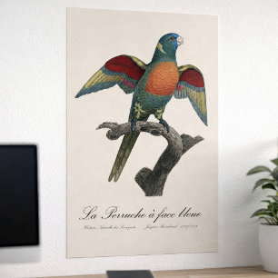Póster Lori de coco, Trichoglossus haematodus