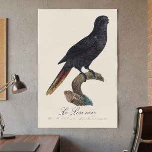 Póster Lori negro o Lori de plumas rojas, Chalcopsitta at