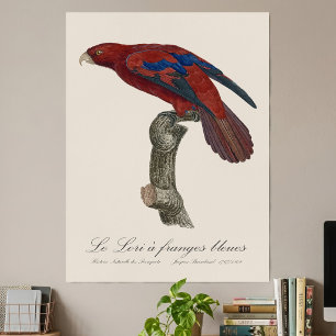 Póster Lori Rojo de Cola Larga, Trichoglossus borneus
