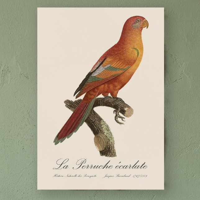 Póster Lori rojo o Eos Bornea, Trichoglossus borneus (Red Lory or Eos Bornea, Trichoglossus borneus. Poster)