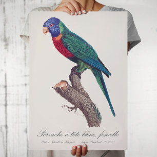 Póster Loricito arcoíris hembra, Trichoglossus moluccanus