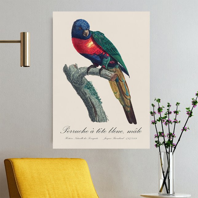 Póster Loricito Arcoíris Macho, Trichoglossus Moluccanus (Rainbow Lorikeet Male, Trichoglossus Moluccanus. Poster)