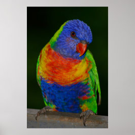 Póster Lorikeet arcoiris
