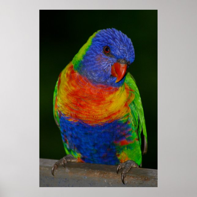 Póster Lorikeet arcoiris (Frente)