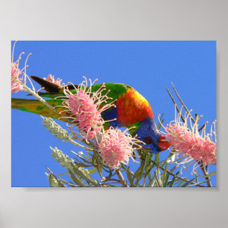 Póster Lorikeet Arcoíris Colorido Comiendo Néctar