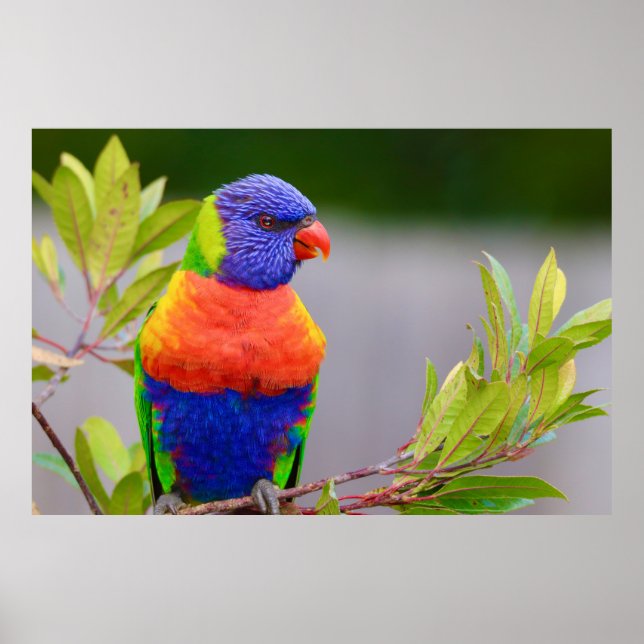 Póster Lorikeet Bird (Frente)