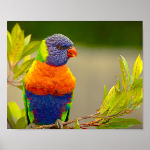 Póster Lorikeet Rainbow Parrot