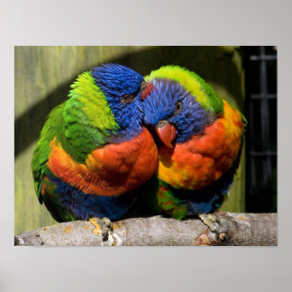 Póster Lorikeets