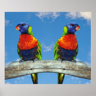 Póster Lorikeets arcoiris colgados en una rama