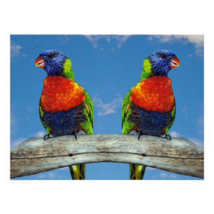 Póster Lorikeets arcoiris colgados en una rama