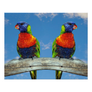 Póster Lorikeets arcoiris colgados en una rama