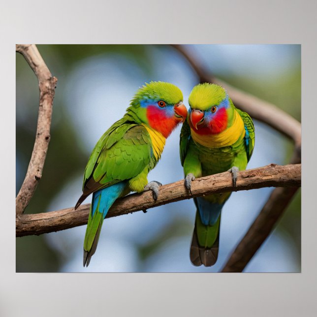 Póster Lorikeets del arco iris (Frente)
