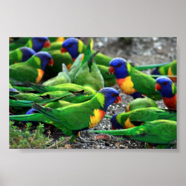Póster Lorikeets del arcoiris australiano (Frente)