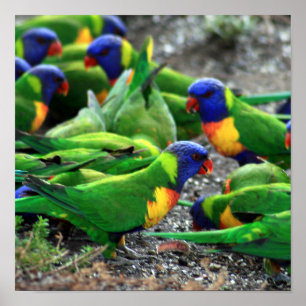 Póster Lorikeets del arcoiris australiano