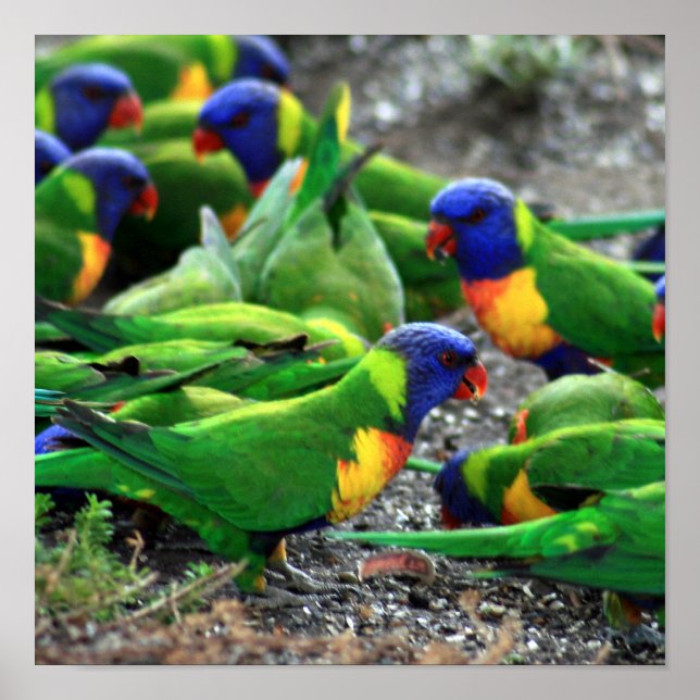 Póster Lorikeets del arcoiris australiano (Frente)