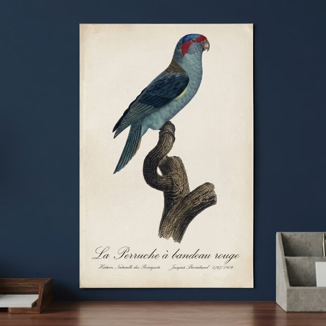Póster Loríquet de Musk, Trichoglossus concinnus (Musk Lorikeet, Trichoglossus Concinnus. Poster)