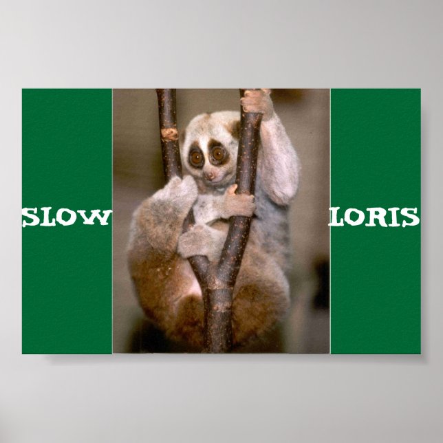 Póster Loris lenta (Frente)