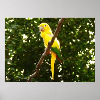 Póster Loro amarillo