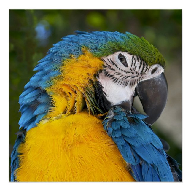Póster Loro Azul Y Oro (Anverso)
